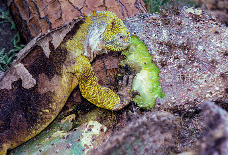 Galápagos陆地鬣蜥(Conolophus subcristatus)是鬣蜥科中一种非常大的蜥蜴。南广场岛，厄瓜多尔。加拉帕戈斯群岛国家公园。吃东西。